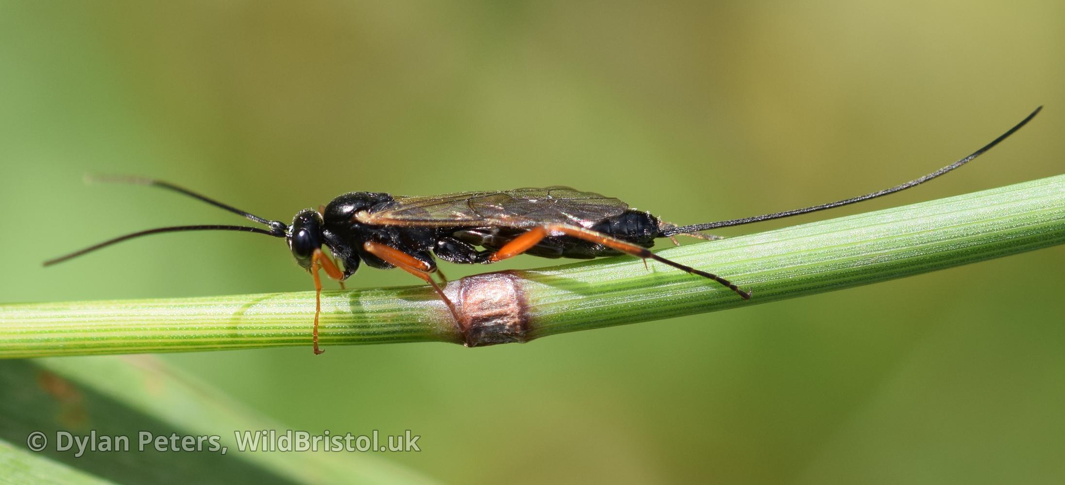 Female Lissonota fundator - a first record for Bristol. This species of parasitic wasp requires the presence of certain moth caterpillars which feed on certain grasses.