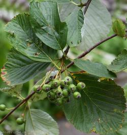 Round-leaved Whitebeam