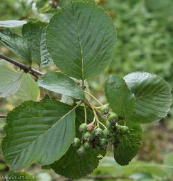 Round-leaved Whitebeam