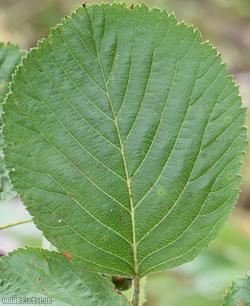 Round-leaved Whitebeam