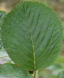 Round-leaved Whitebeam
