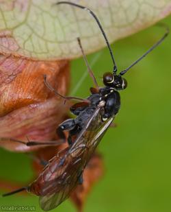 Ischnus inquisitorius