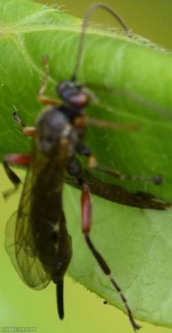 image for Itoplectis Unidentified 1
