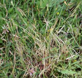 Squirreltail Fescue