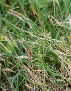 Squirreltail Fescue