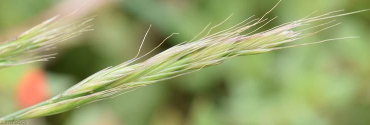 Squirreltail Fescue