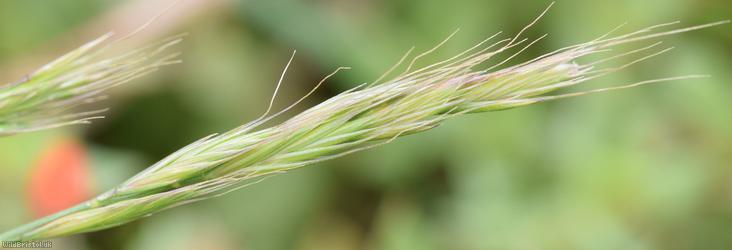 Squirreltail Fescue