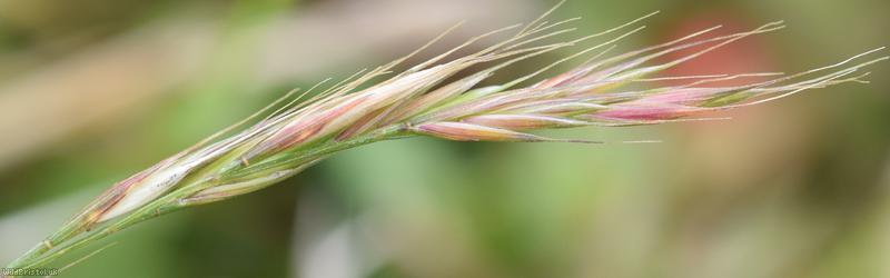Squirreltail Fescue