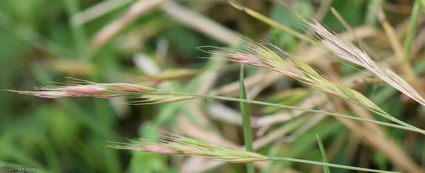 Squirreltail Fescue