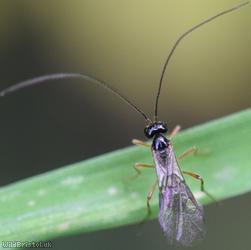 image for Opiinae Unidentified 3