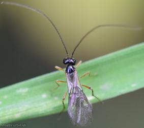 Opiinae Unidentified 3