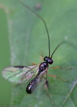 Opiinae Unidentified 3