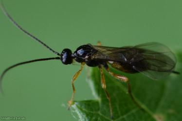 image for Bracon Unidentified 5