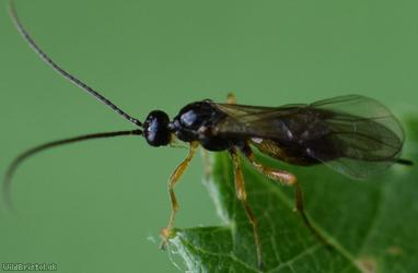 Bracon Unidentified 5