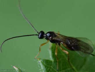 Bracon Unidentified 5