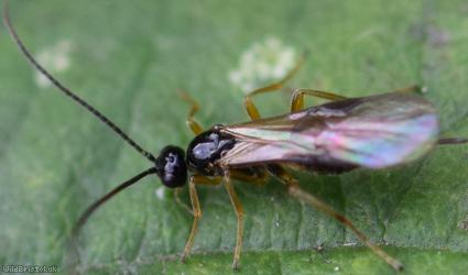 Bracon Unidentified 5