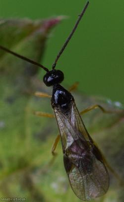 Opiinae Unidentified 1
