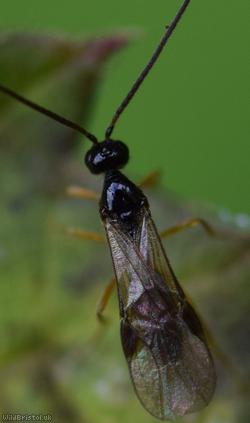 Opiinae Unidentified 1
