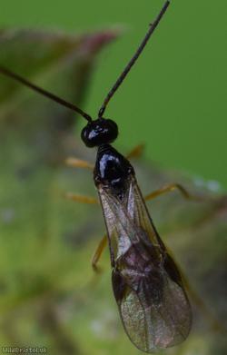 Opiinae Unidentified 1