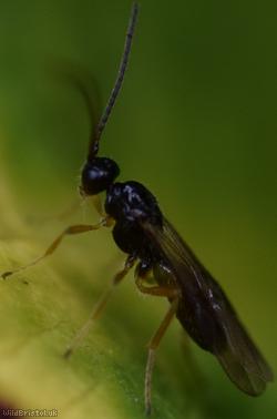 Opiinae Unidentified 1
