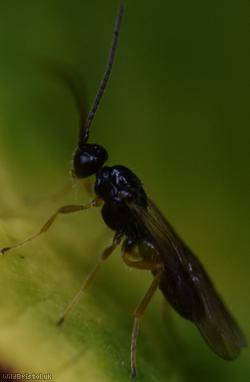 Opiinae Unidentified 1
