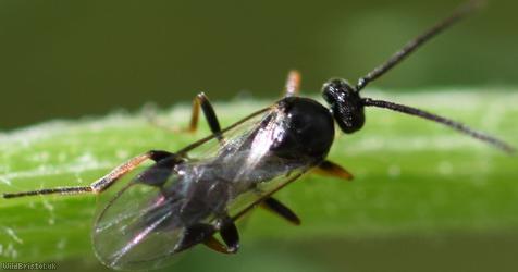 Microgastrinae Unidentified 2