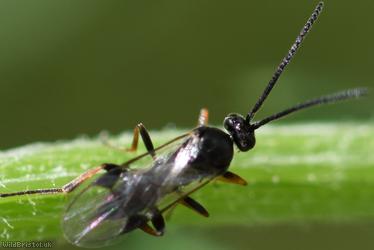 Microgastrinae Unidentified 2