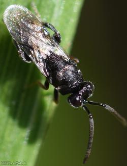 Haltichella rufipes