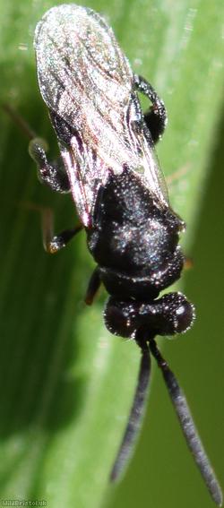 Haltichella rufipes