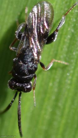 Haltichella rufipes