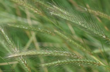 image for Meadow Barley