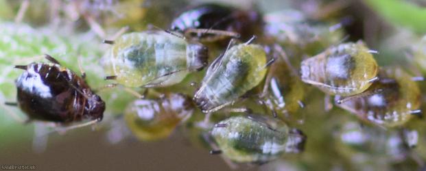 image for Short-haired Thistle Aphid