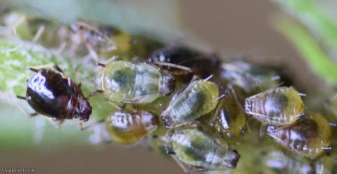 Short-haired Thistle Aphid
