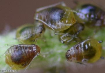 Short-haired Thistle Aphid