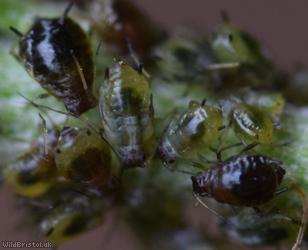 Short-haired Thistle Aphid
