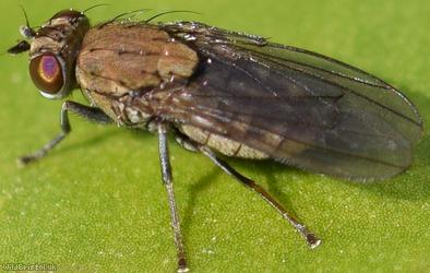 Notiphila annulipes?