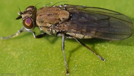 Notiphila annulipes?