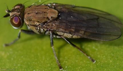 Notiphila annulipes?