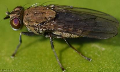 Notiphila annulipes?