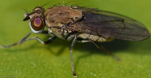 Notiphila annulipes?