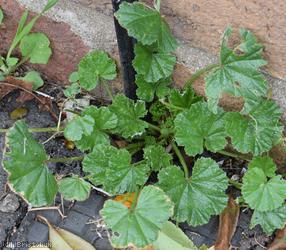 Dwarf Mallow