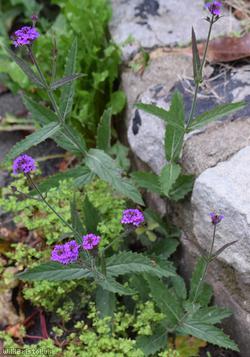 Slender Vervain