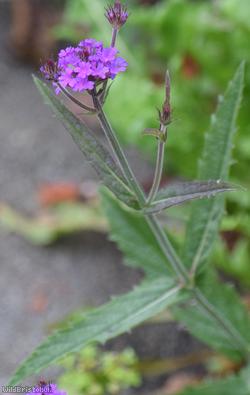 Slender Vervain