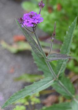 Slender Vervain