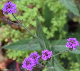 Slender Vervain