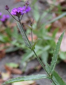 Slender Vervain