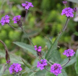 Slender Vervain