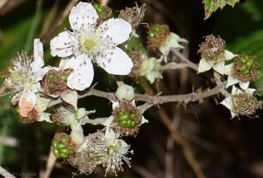 Dewberry x Railway Bramble