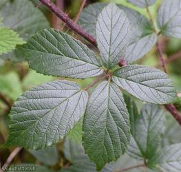 Retrorse-toothed Bramble
