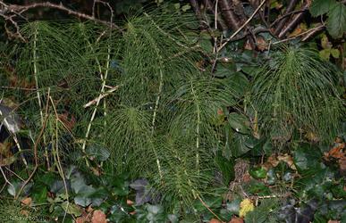 Great Horsetail